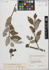 Foto von Salix pantosericea Goerz
